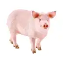 Bild 1 von Schleich Spielfigur Schwein 13782 Farm World