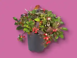 Scheinbeere (Gaultheria)