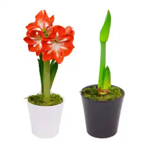 GARDENLINE Amaryllis im Keramiktopf