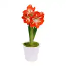 Bild 3 von GARDENLINE Amaryllis im Keramiktopf