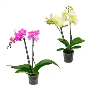 GARDENLINE Orchidee (Phalaenopsis)