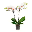 Bild 3 von GARDENLINE Orchidee (Phalaenopsis)