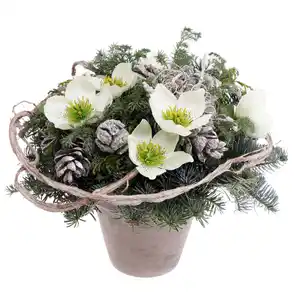 Grabtopf rund mit Christrosen creme