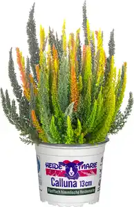 Heidemarie Calluna vulgaris die Fünffach Himmlische Heidemarie®  H 15 - 25 cm P13 Container