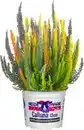 Bild 1 von Heidemarie Calluna vulgaris die Fünffach Himmlische Heidemarie®  H 15 - 25 cm P13 Container