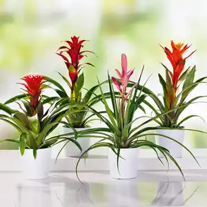 Bromelien-Besonderheit