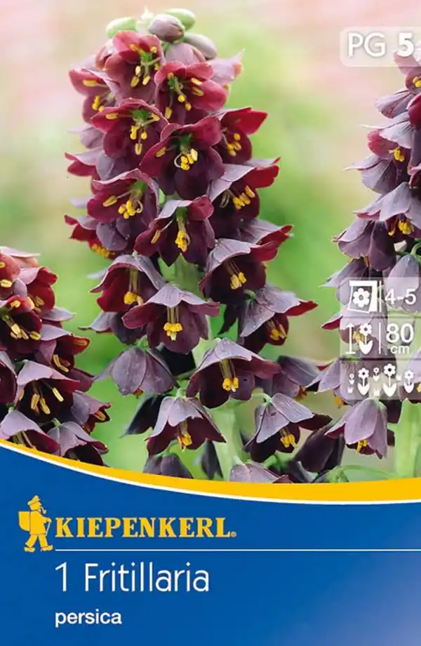 Bild 1 von Kiepenkerl Blumenzwiebel Fritillaria persica ,  Fritillaria persica, Inhalt: 1 Stück