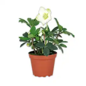 Christrose "Helleborus"