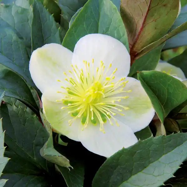 Bild 2 von Christrose "Helleborus"