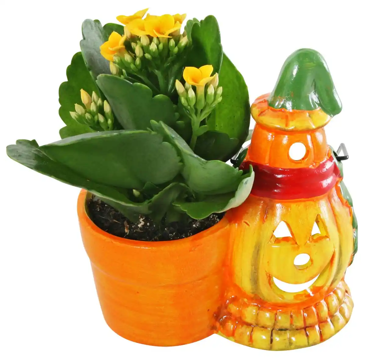 Bild 3 von Halloween-Pflanzen