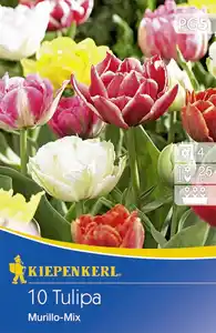 Kiepenkerl Gefüllte Frühe Tulpe Murillo Mix
, 
Tulipa x Hybrida