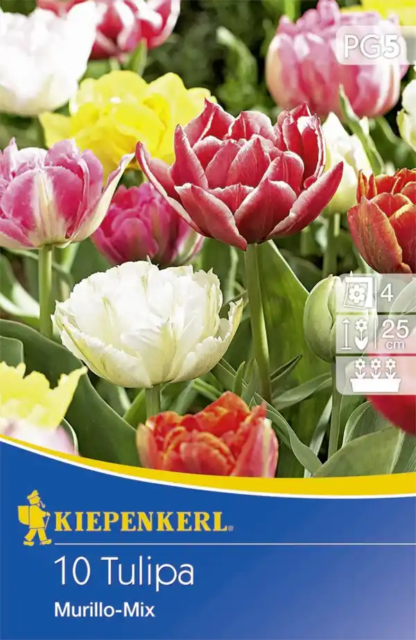 Bild 1 von Kiepenkerl Gefüllte Frühe Tulpe Murillo Mix
, 
Tulipa x Hybrida