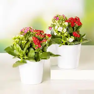 Kalanchoe Trio