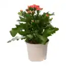 Bild 4 von GARDENLINE Kalanchoe