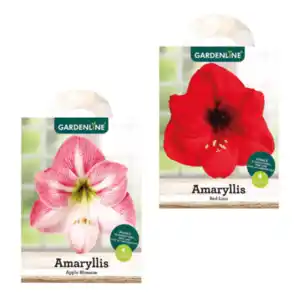 GARDENLINE Amaryllis im Karton