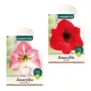 Bild 1 von GARDENLINE Amaryllis im Karton