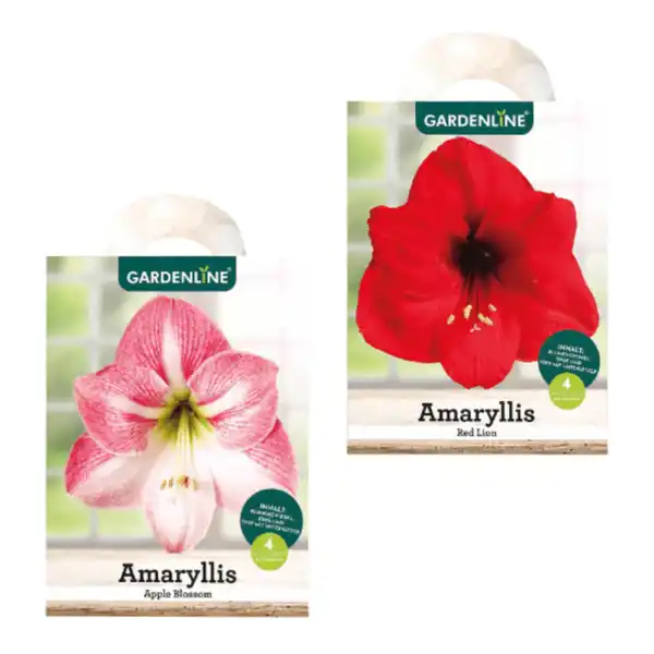 Bild 1 von GARDENLINE Amaryllis im Karton