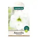 Bild 3 von GARDENLINE Amaryllis im Karton