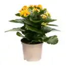 Bild 2 von GARDENLINE Kalanchoe