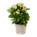 Bild 3 von GARDENLINE Kalanchoe