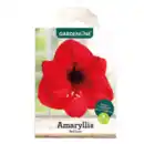 Bild 2 von GARDENLINE Amaryllis im Karton