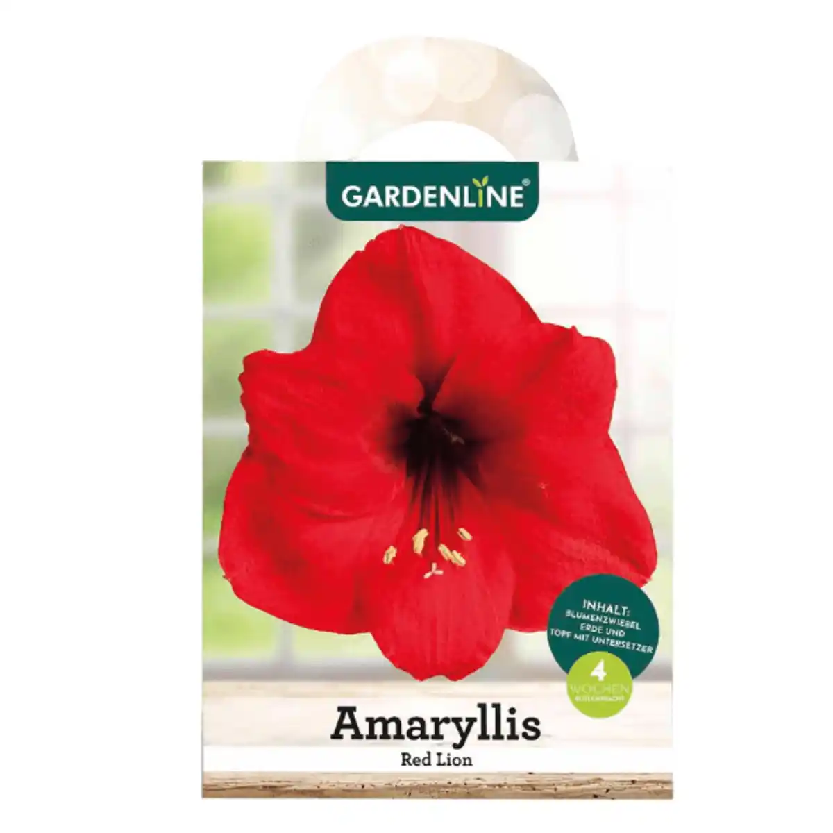 Bild 2 von GARDENLINE Amaryllis im Karton