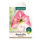 Bild 4 von GARDENLINE Amaryllis im Karton