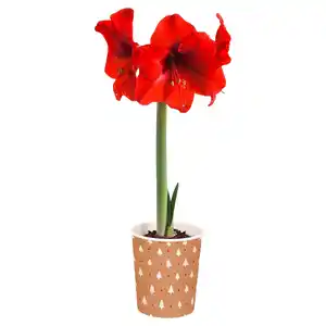 GARDENLINE Amaryllis im Pot