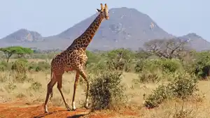 Rundreisen Kenia: Rundreise ab/an Mombasa inkl. Badeaufenthalt am Diani Beach