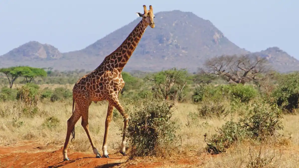 Bild 1 von Rundreisen Kenia: Rundreise ab/an Mombasa inkl. Badeaufenthalt am Diani Beach