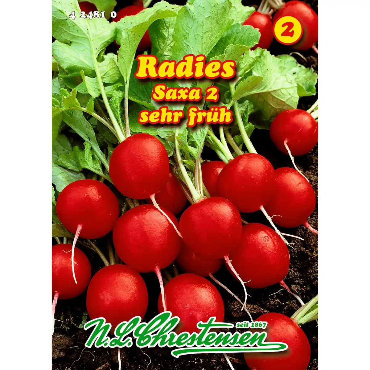 Bild 1 von Radies, Saxa 2