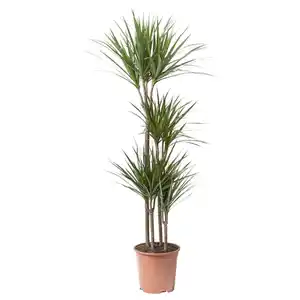 DRACAENA MARGINATA Pflanze, Drachenbaum/4-stämmig