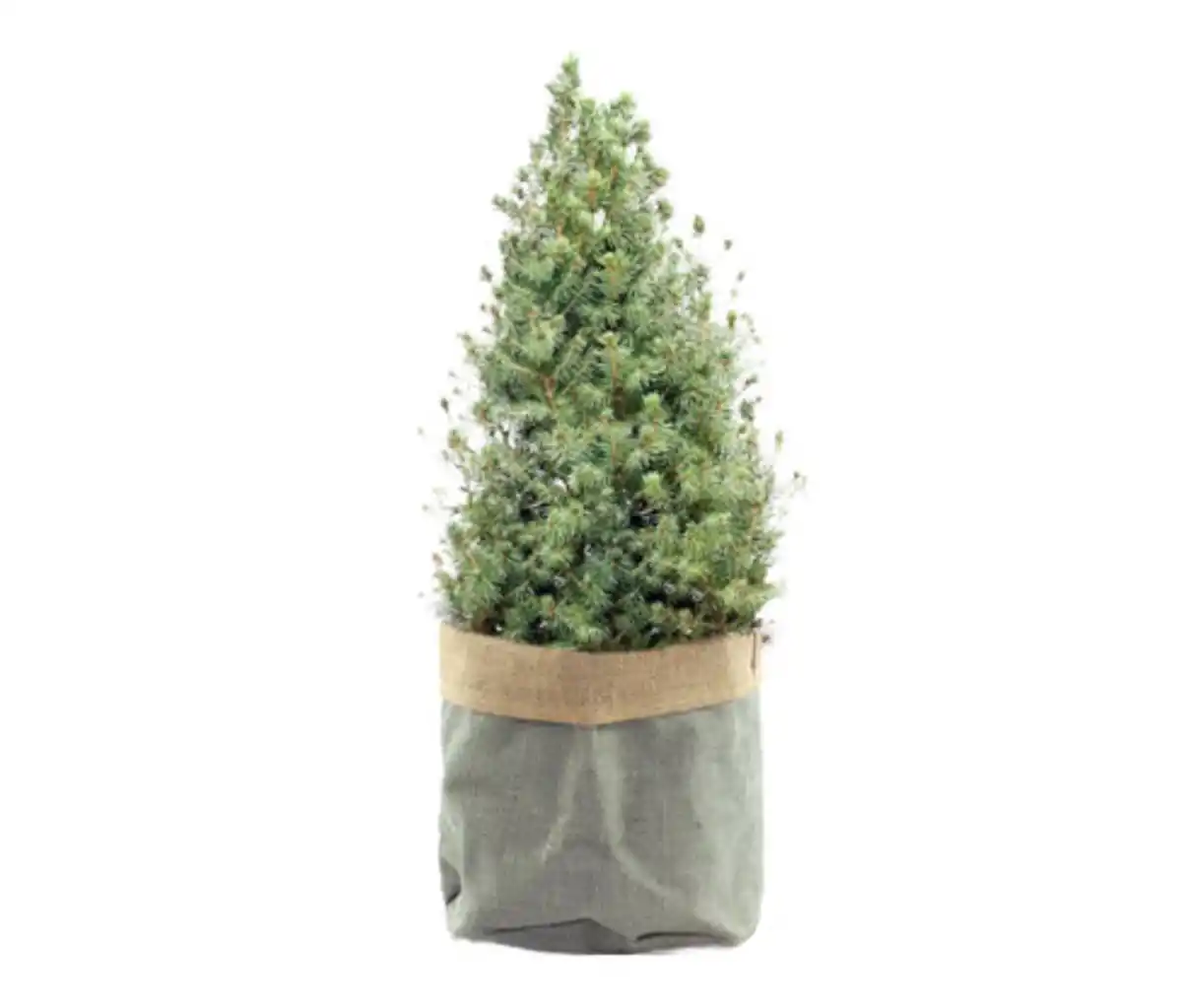 Bild 1 von Zuckerhutfichte im Jutesack, ca. 60 cm