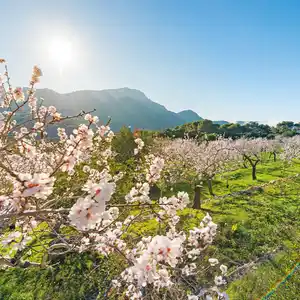 Mallorcas Mandelblüte in Santa Ponca