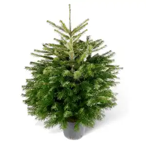 toom Fair Trees® Weihnachtsbaum Nordmanntanne topfgewachsen 100-125 cm