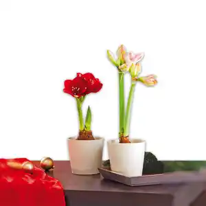 Amaryllis XL