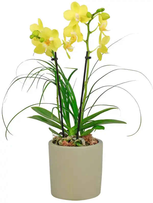 Bild 4 von Orchideenvielfalt