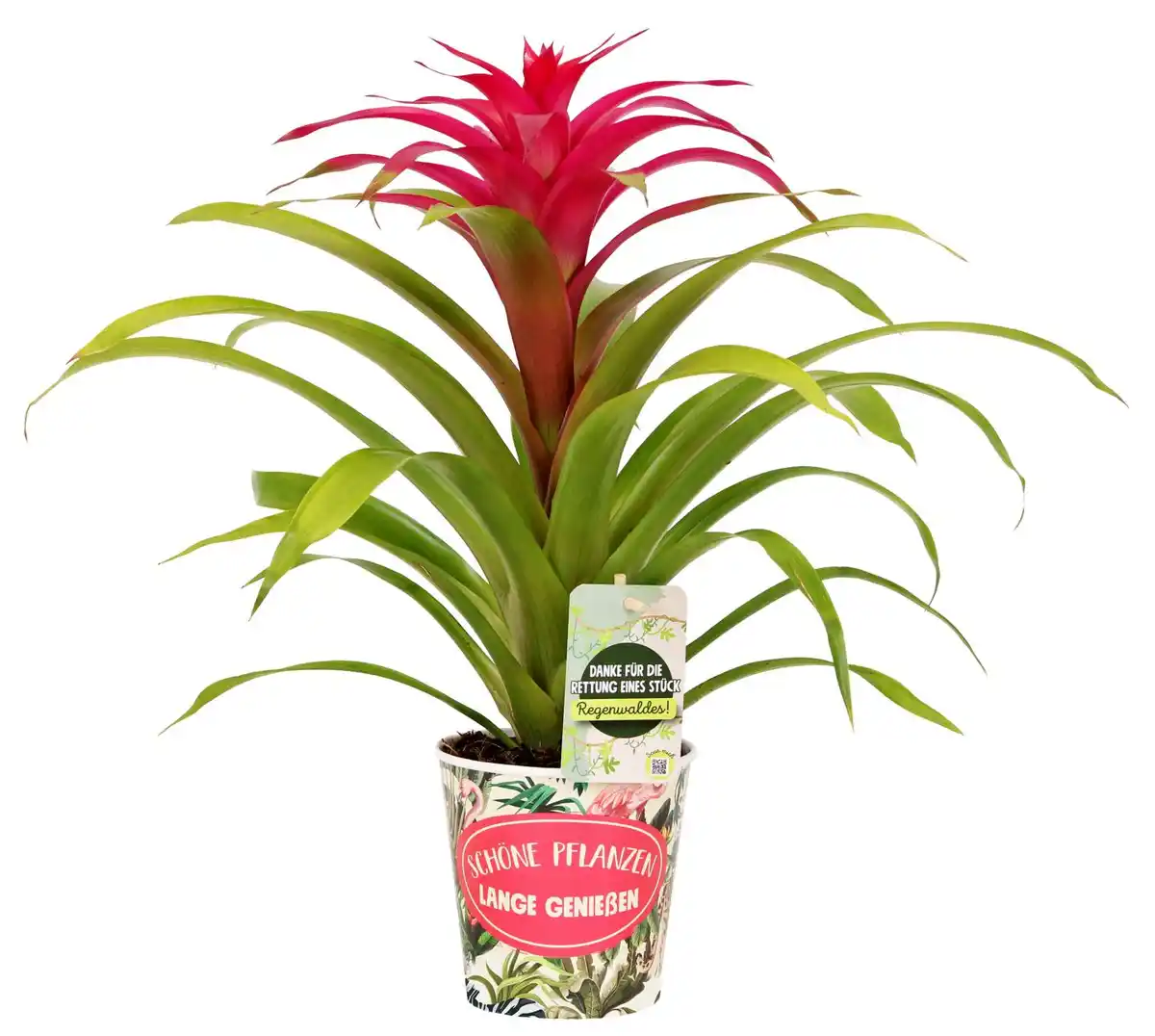 Bild 3 von Zimmerpflanzen