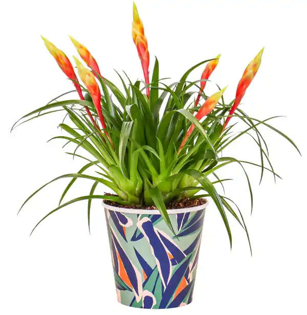 Bild 2 von Zimmerpflanzen