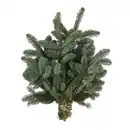 Bild 1 von Handbund-Tannengrün Nobilistanne 600 g