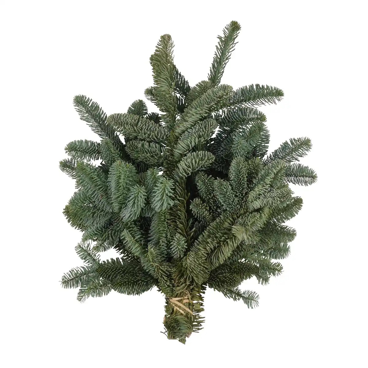 Bild 1 von Handbund-Tannengrün Nobilistanne 600 g