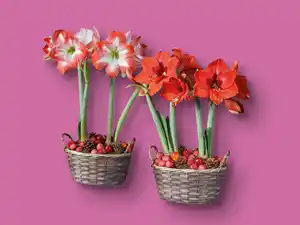 Amaryllis im Korb