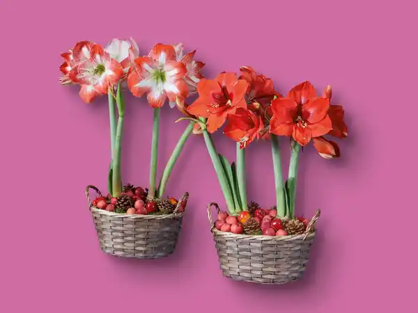 Bild 1 von Amaryllis im Korb