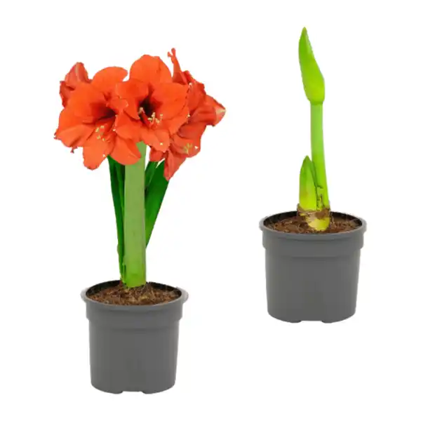 Bild 1 von GARDENLINE Amaryllis im Kulturtopf