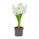 Bild 4 von GARDENLINE Amaryllis im Kulturtopf