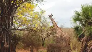 Rundreisen Sansibar & Tansania: Baden auf Sansibar & Standort-Rundreise im Africa Safari Camp Selous