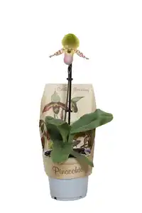 Frauenschuh Pinocchio Mix 1 Trieb Paphiopedilum 12 cm Topf