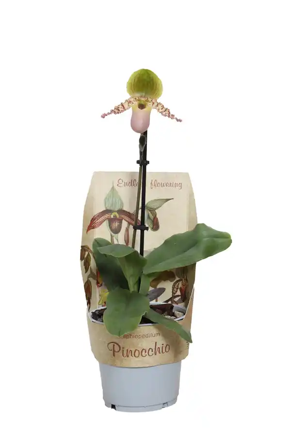 Bild 1 von Frauenschuh Pinocchio Mix 1 Trieb Paphiopedilum 12 cm Topf