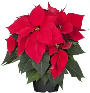 Weihnachsstern Poinsettia 27 cm hoch 12 cm Topf