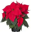 Bild 1 von Weihnachsstern Poinsettia 27 cm hoch 12 cm Topf